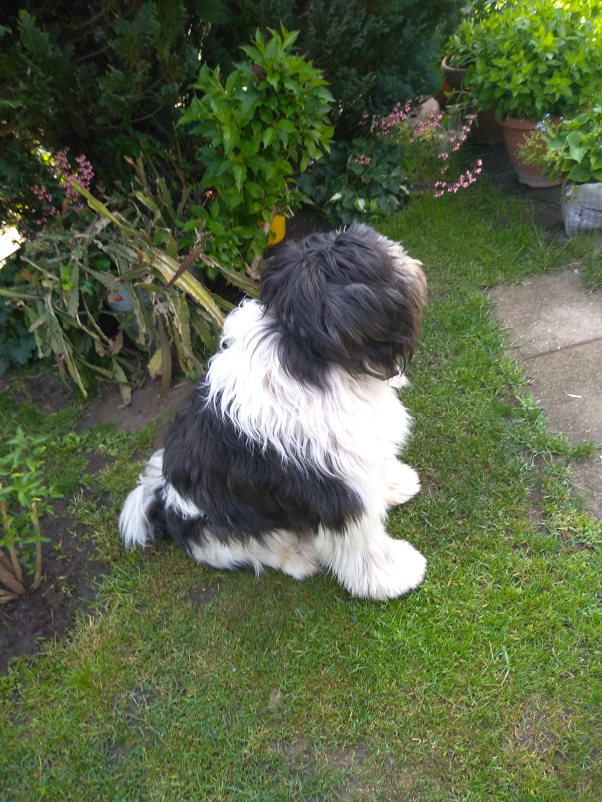 Angol Juhászkutya keverék